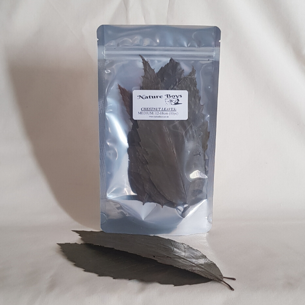 Chestnut-12-18cm-10pc.png