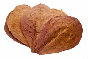 Indian Almond Leaves