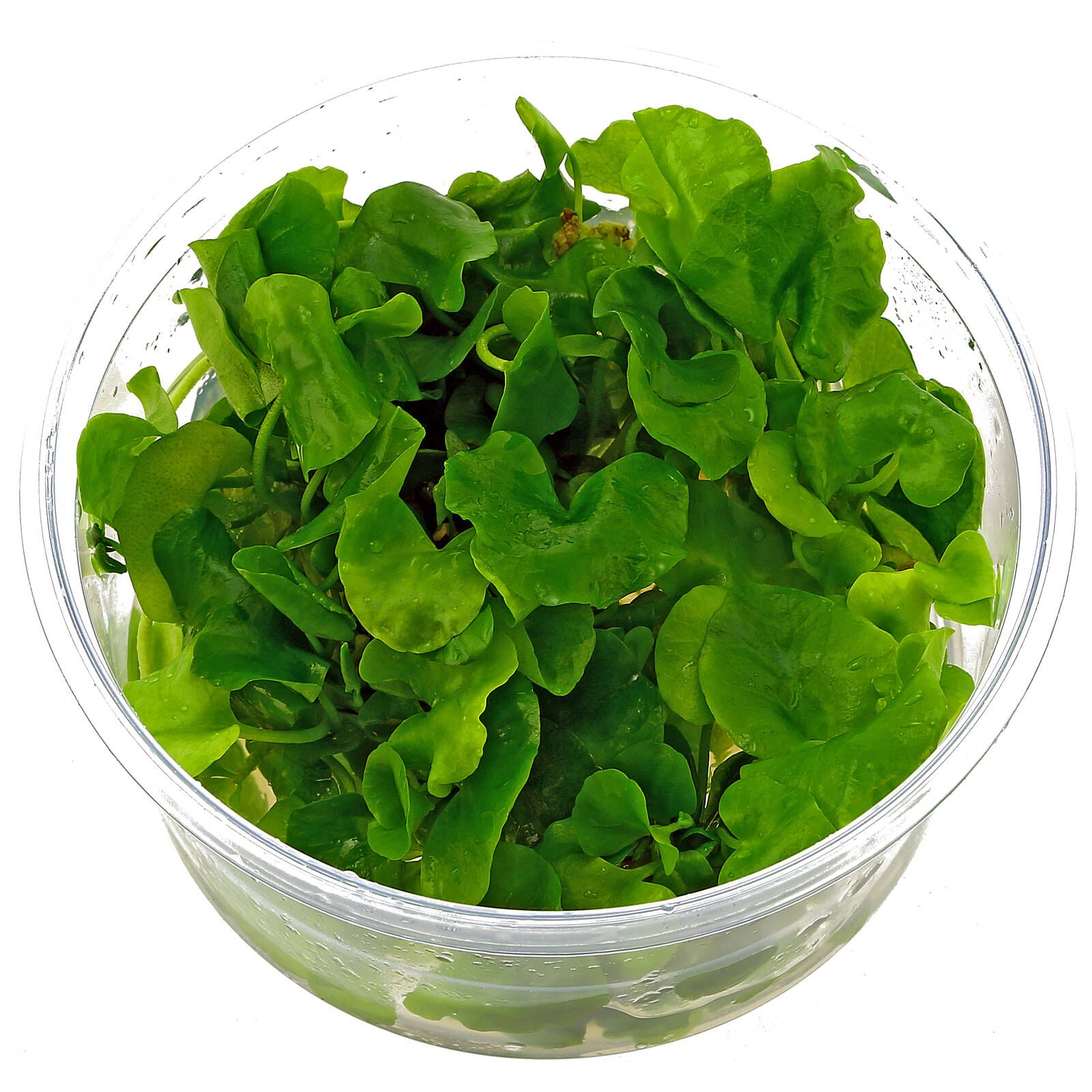 nymphoides-sp-taiwan-in-vitro-xl