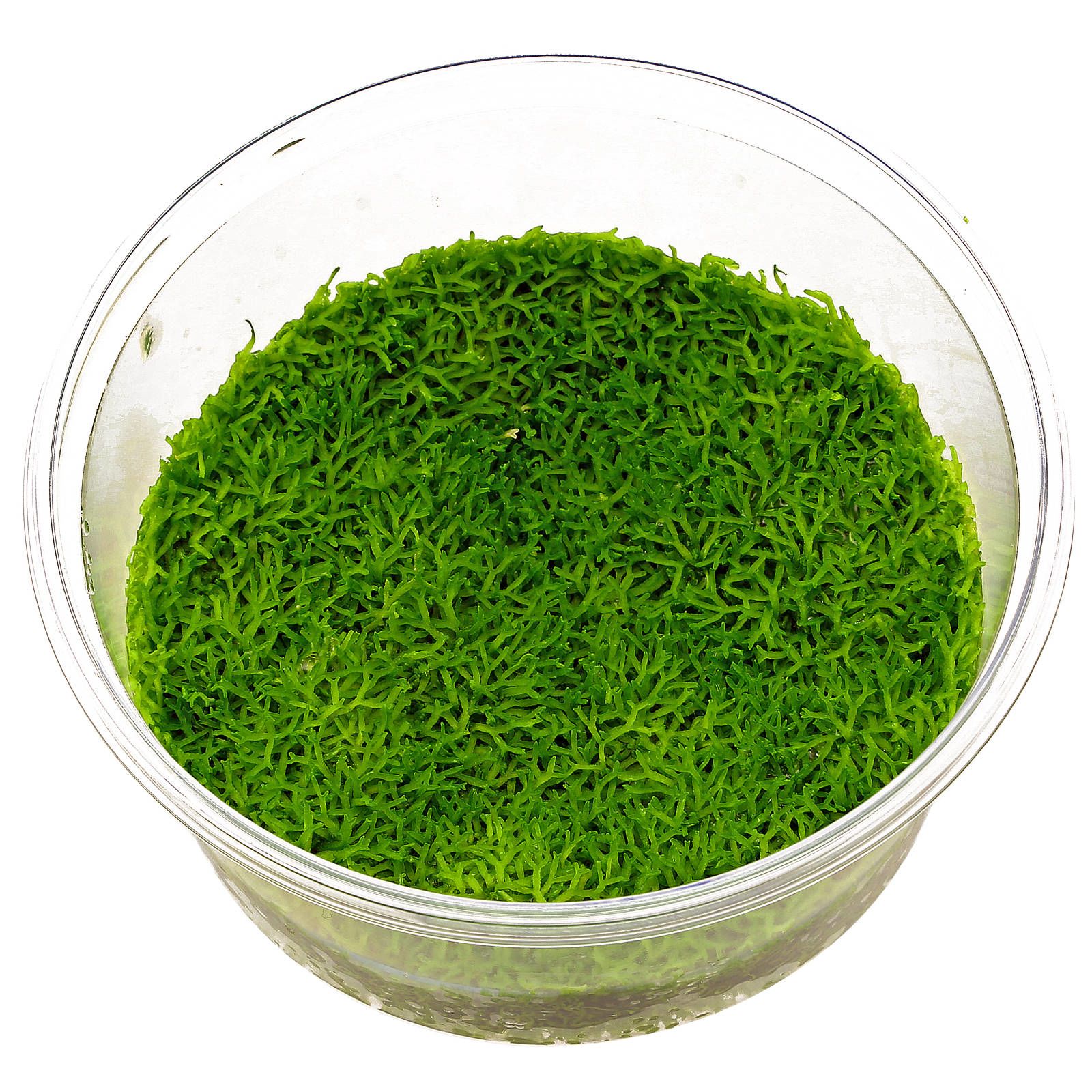 riccia-fluitans-in-vitro-xl