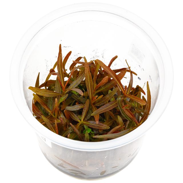 hygrophila-lancea-araguaia-ada-in-vitro-m