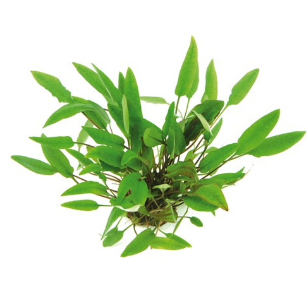 Dennerle Cryptocoryne affinis Dennerle Cryptocoryne affinis