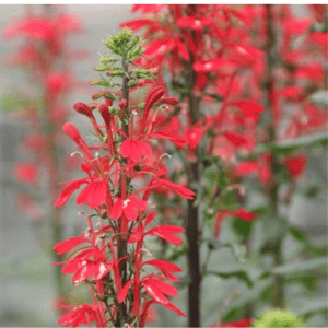 Dennerle Lobelia cardinalis (DPL00941)