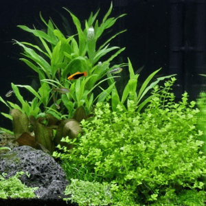Dennerle Micranthemum umbrosum (DPL00233)