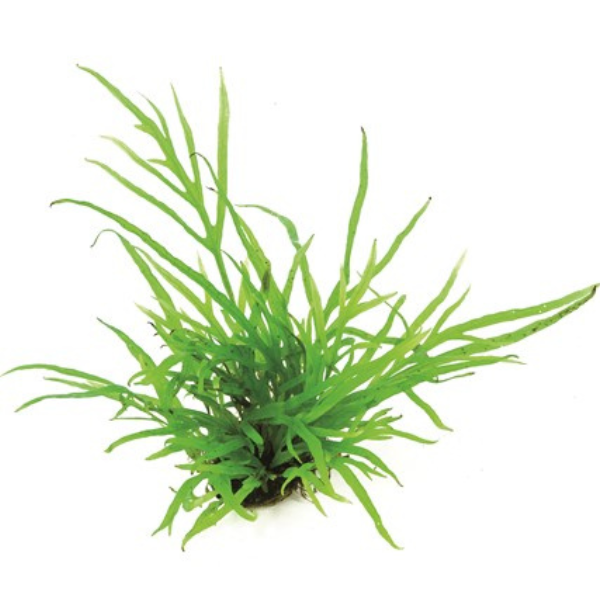 1 Dennerle Microsorum pteropus Trident (DPL00640) Dennerle Microsorum pteropus Trident (DPL00640)