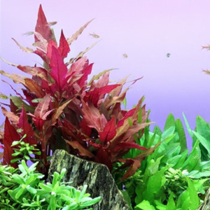 Dennerle Alternanthera reineckii Red