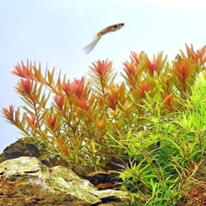 Dennerle Rotala rotundifolia Orange Juice (DPL30228)