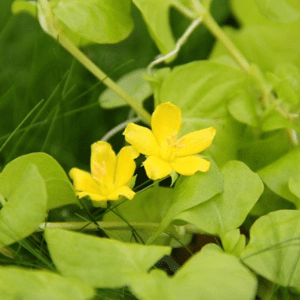 Dennerle Lysimachia nummularia 'aurea' (DPL00226)