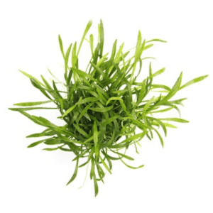 LILAEOPSIS BRASILIENSIS