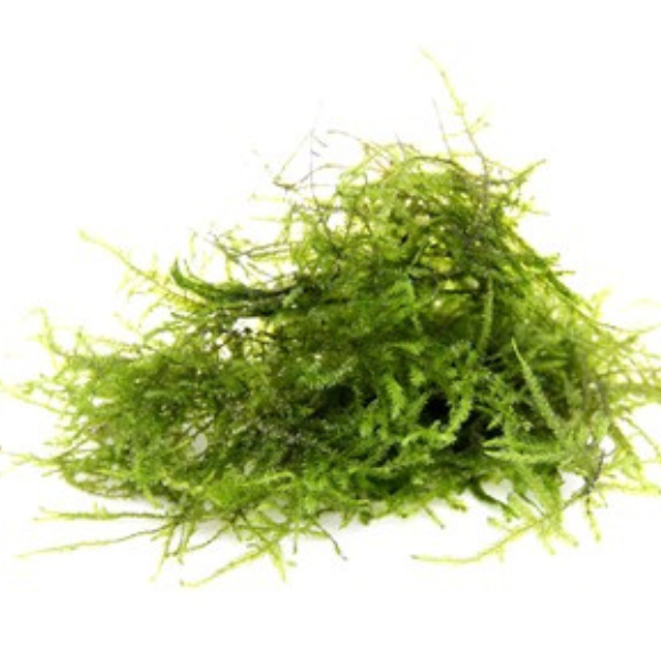 Dennerle Taxiphyllum barbieri 'Java Moss' Dennerle Taxiphyllum barbieri 'Java Moss'