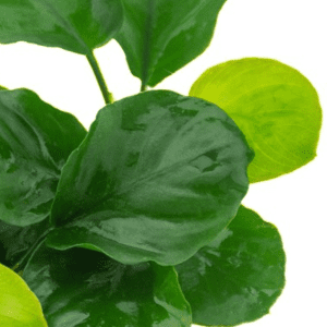 Dennerle Anubias barteri ´Coin Leaf´