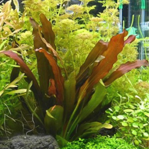Dennerle Echinodorus Red Chamäleon (DPL30075)
