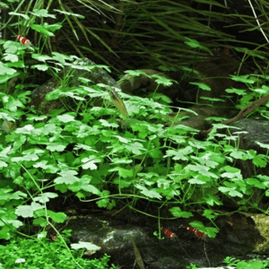 Dennerle Hydrocotyle tripartita (DPL00102)