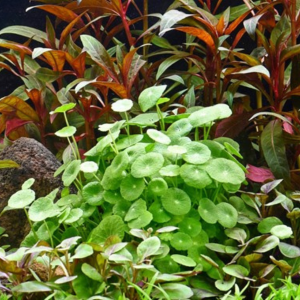 Dennerle Hydrocotyle verticillata (DPL00467)
