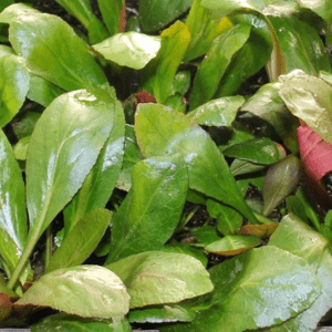 Dennerle Lobelia cardinalis (DPL00941)