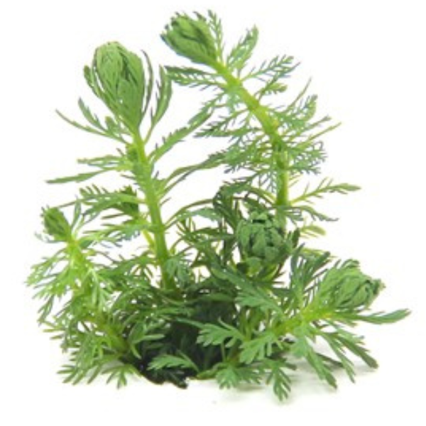 2 Dennerle Myriophyllum spec. ´Guayana´ (DPL30308) Dennerle Myriophyllum spec. ´Guayana´ (DPL30308)