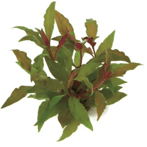 Dennerle Alternanthera reineckii Red