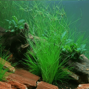 Dennerle Eleocharis vivipara (DPL30089)