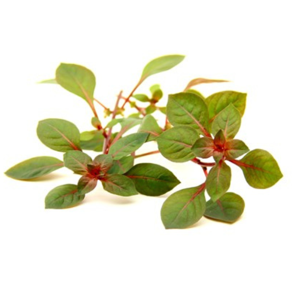 2 Dennerle Ludwigia spec. Super Red (DPL30143) Dennerle Ludwigia spec. Super Red (DPL30143)