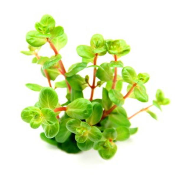2 Dennerle Rotala rotundifolia Orange Juice (DPL30228) Dennerle Rotala rotundifolia Orange Juice (DPL30228)