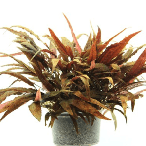 Dennerle Cryptocoryne affinis