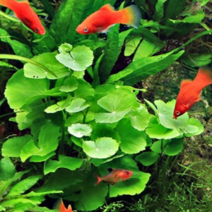 Dennerle Hydrocotyle leucocephala (DPL00797)