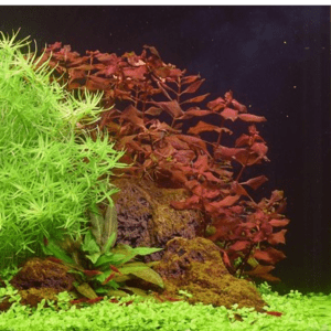 Dennerle Ludwigia spec. Super Red (DPL30143)
