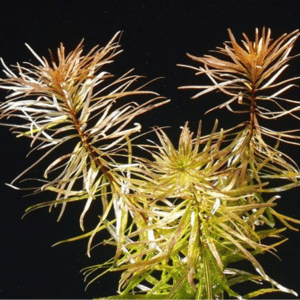 Dennerle Pogostemon stellatus spec. (DPL00301)