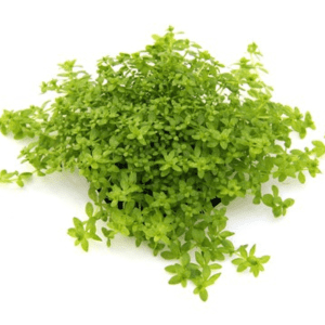 Dennerle Hemianthus glomeratus (DPL00943)