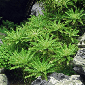 Dennerle POGOSTEMON HELFERI