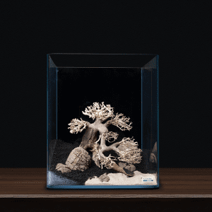 4029 Decor Box Bonsai