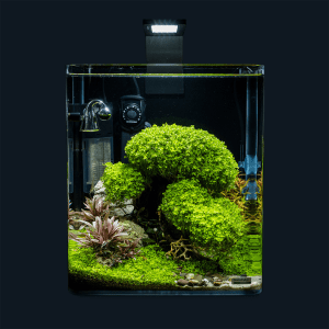 4029 Decor Box Bonsai
