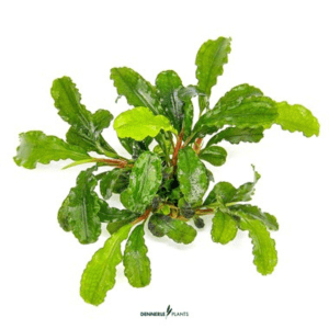 Bucephalandra-pymaea-Bukit-Kelam-In-Vitro-DPL30280