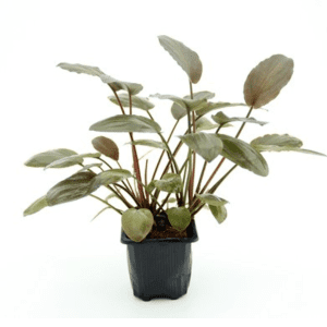 DPL30464-Lagenandra-meeboldii-Red-XL